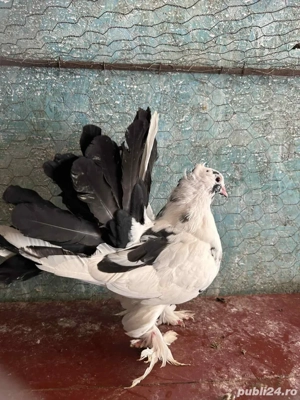 Voltati indieni  - imagine 5 Voltati indieni  - imagine 5