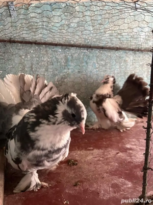 Voltati indieni  - imagine 2 Voltati indieni  - imagine 2