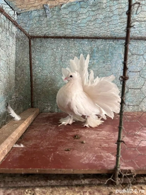 Voltati indieni  - imagine 4 Voltati indieni  - imagine 4