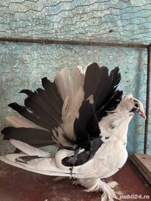 Voltati indieni  - imagine 3 Voltati indieni  - imagine 3