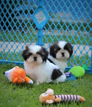 Canisa Autorizată- pui Shih Tzu Rasă Pură,  calitate show