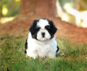 Disponibili pui rasa Shih Tzu din Canisa Atestata 