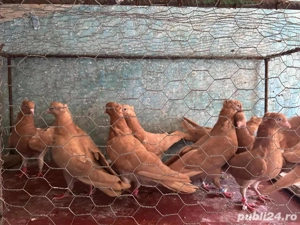 Zburatori de belgrad  - imagine 5 Zburatori de belgrad  - imagine 5