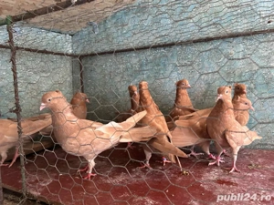 Zburatori de belgrad  - imagine 4 Zburatori de belgrad  - imagine 4