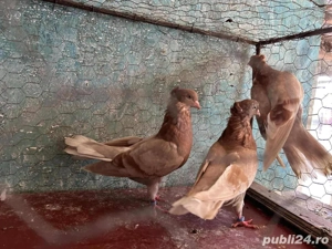 Zburatori de belgrad  - imagine 3 Zburatori de belgrad  - imagine 3