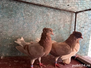 Zburatori de belgrad  - imagine 2 Zburatori de belgrad  - imagine 2