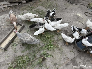 Disponibile rate si ratoi  - imagine 4 Disponibile rate si ratoi  - imagine 4