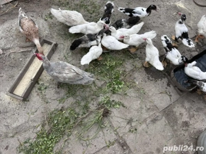 Disponibile rate si ratoi  - imagine 2 Disponibile rate si ratoi  - imagine 2