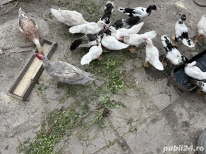 Disponibile rate si ratoi  - imagine 3 Disponibile rate si ratoi  - imagine 3