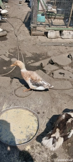 Disponibile rate si ratoi  - imagine 5 Disponibile rate si ratoi  - imagine 5