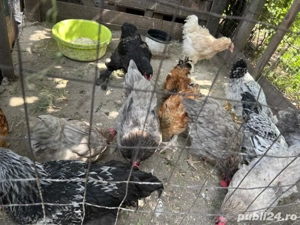 Pui de toate varstele  - imagine 2 Pui de toate varstele  - imagine 2