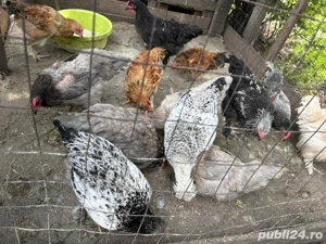 Pui de toate varstele  - imagine 4 Pui de toate varstele  - imagine 4