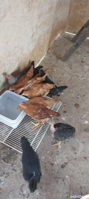 Pui de toate varstele  - imagine 5 Pui de toate varstele  - imagine 5