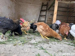 Pui de toate varstele 