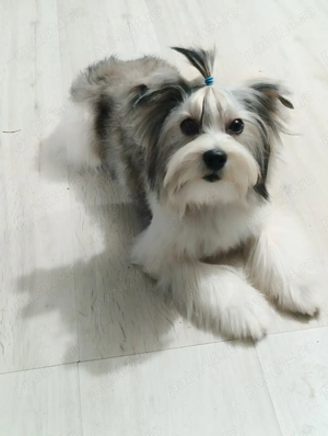 Yorkshire terrier gold - imagine 3