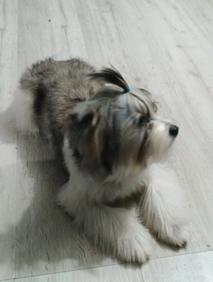 Yorkshire terrier gold - imagine 2