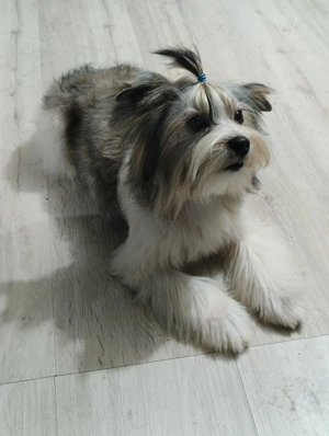 Yorkshire terrier gold