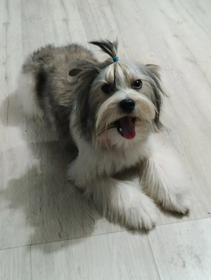 Yorkshire terrier gold - imagine 4