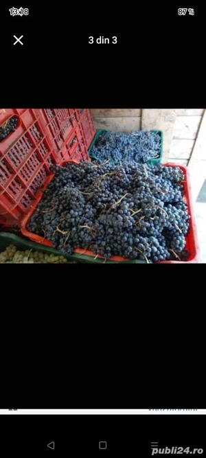vând struguri de vin producție 2025 avem toate soiurile transport la domiciliu clientului 