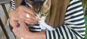 Donez trei pui de pisica, varsta doua luni - imagine 2