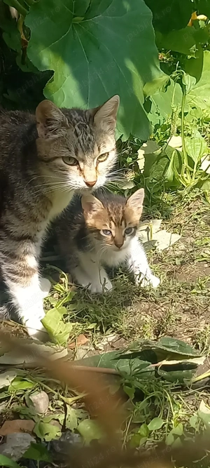 Donez trei pui de pisica, varsta doua luni