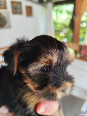 yorkshire terrier in cautarea unei noi famili - imagine 3 yorkshire terrier in cautarea unei noi famili - imagine 3