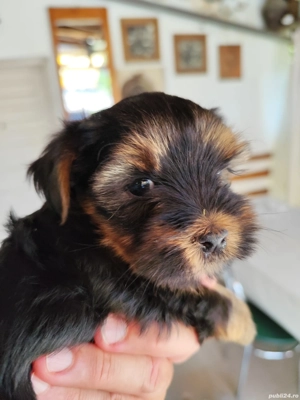 yorkshire terrier in cautarea unei noi famili - imagine 2 yorkshire terrier in cautarea unei noi famili - imagine 2