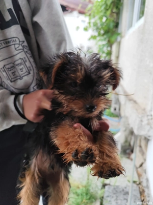 yorkshire terrier in cautarea unei noi famili - imagine 4 yorkshire terrier in cautarea unei noi famili - imagine 4
