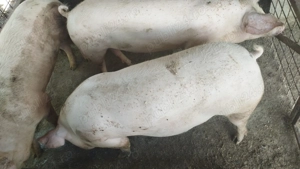 Purcei de carne diferite rase - imagine 3