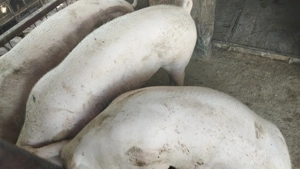 Purcei de carne 120-150kg