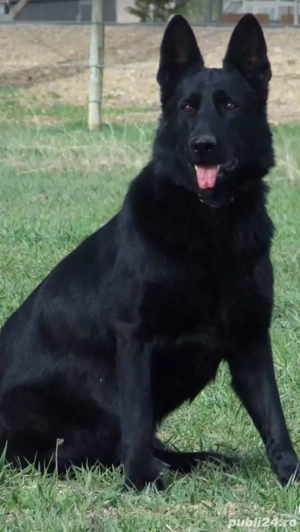 Ciobanesc german bicolor