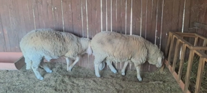 Vând 2 berbeci miori rasa bergamasca 