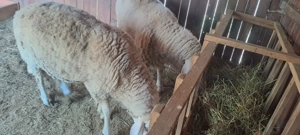 Vând 2 berbeci miori rasa bergamasca  - imagine 2