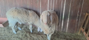 Vând 2 berbeci miori rasa bergamasca  - imagine 3