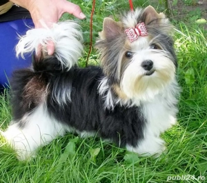 Mascul Yorkshire Terrier Biewer mini toy extrem de frumos !!! - imagine 2 Mascul Yorkshire Terrier Biewer mini toy extrem de frumos !!! - imagine 2