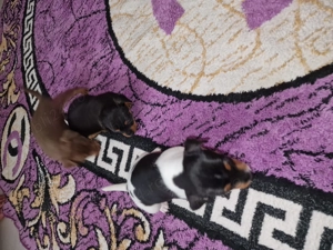 Vând căței mini pinscher  - imagine 2 Vând căței mini pinscher  - imagine 2