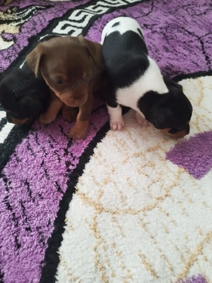 Vând căței mini pinscher