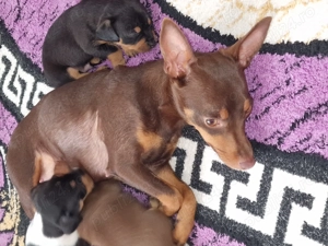 Vând căței mini pinscher  - imagine 4 Vând căței mini pinscher  - imagine 4