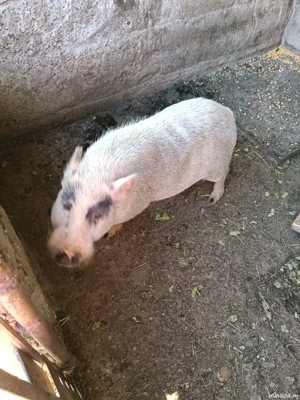 Vând porci vietnamezi  - imagine 3