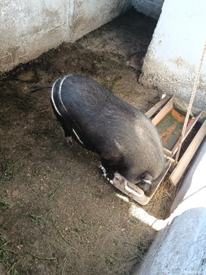 Vând porci vietnamezi  - imagine 2