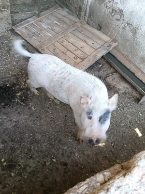 Vând porci vietnamezi 