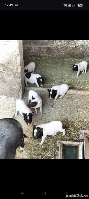 Vând porci vietnamezi  - imagine 4