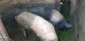 Porci de la 85kg-180kg - imagine 2