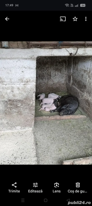 Vând porci vietnamezi  - imagine 5