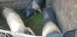 Porci de la 85kg-180kg - imagine 5