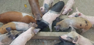 Purcei de vanzare - imagine 4