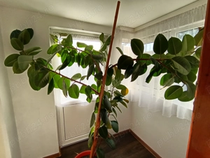 Ficus pregătit pentru o casa noua 