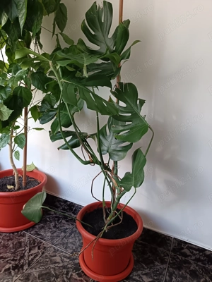 Monsterra Delicioasa dorește o casa noua