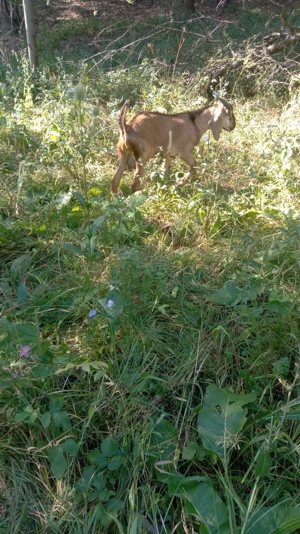 iezi de monta - imagine 4