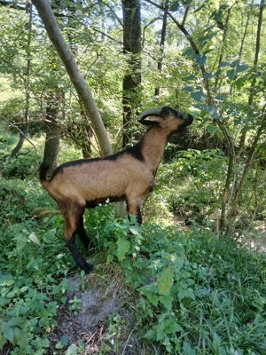 Vand țapi  - imagine 2 Vand țapi  - imagine 2